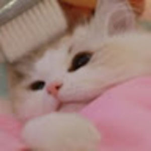 Meet your Posher, Rin